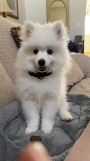 Photo of Ghost