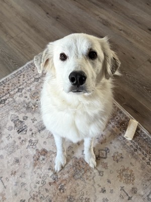 Photo of Olive