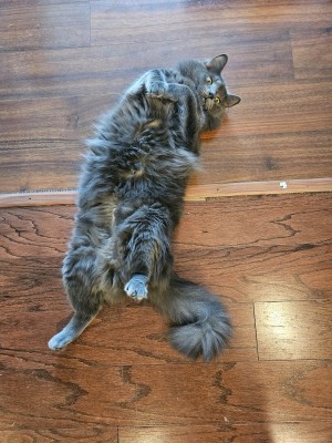 Photo of Oliver