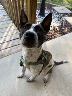 Photo of Potato