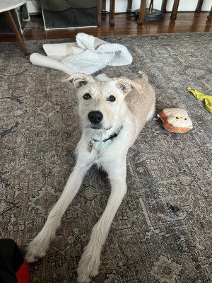 Photo of Bean