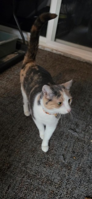 Photo of Moxie