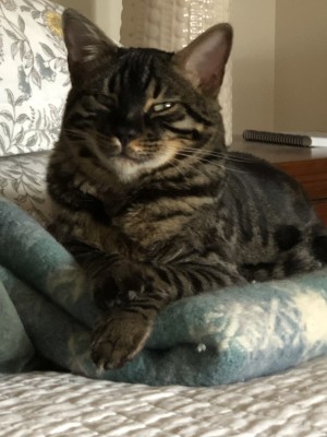 Photo of Finnic