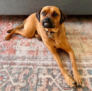 Photo of Jazzy