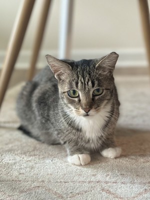 Photo of Megatron
