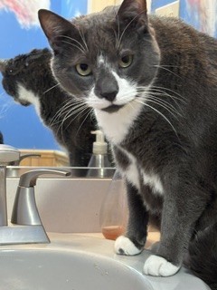 Photo of Mr. Jinx