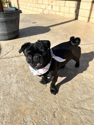 Photo of Benji