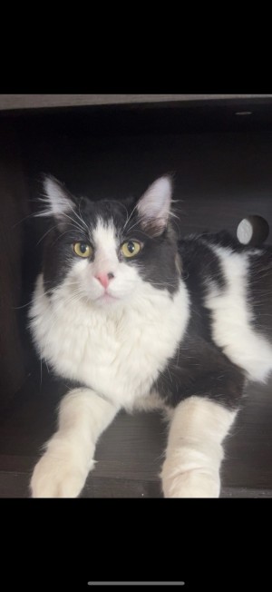 Photo of Dexter