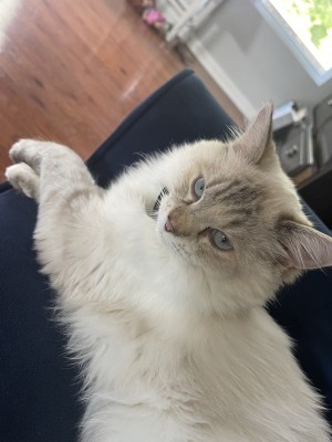 Photo of Lilly