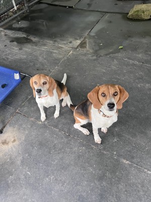 Photo of Buddy And Pixie