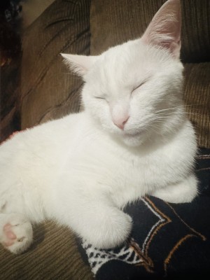 Photo of Freddie