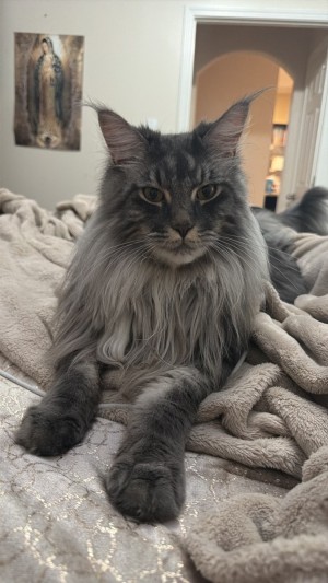 Photo of Miso