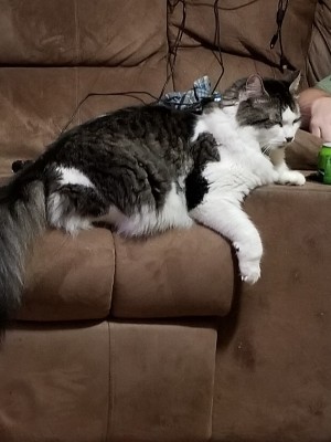 Photo of Spazz