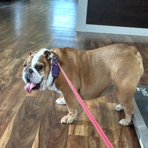 Photo of Roxxie