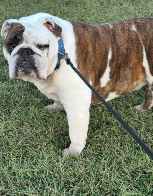 Photo of Dominic (Dom)