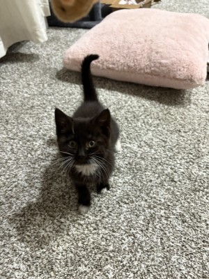 Photo of Martini