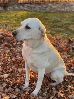 Photo of Koda