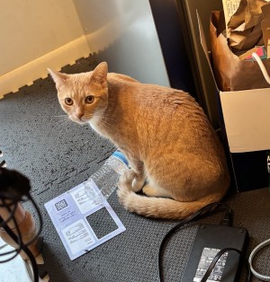 Photo of Mango