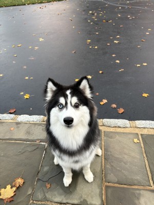 Photo of Luna