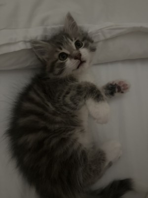 Photo of Sesame