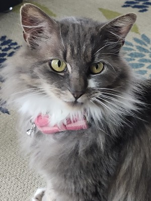 Photo of Dusty