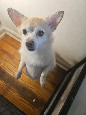 Photo of Angel