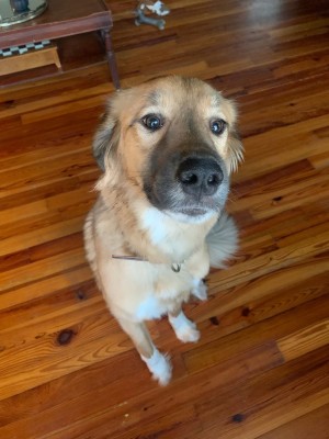 Photo of Juniper