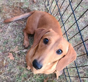 Photo of Benji