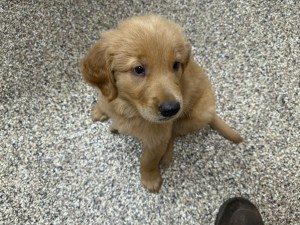 Photo of Pumpkin