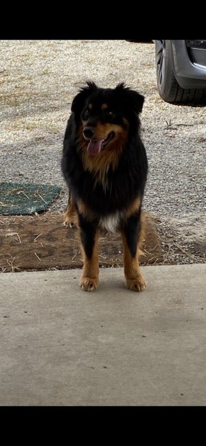 Photo of Cooper