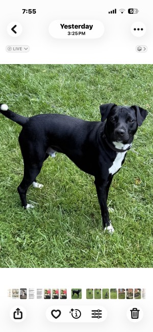 Photo of Cricket