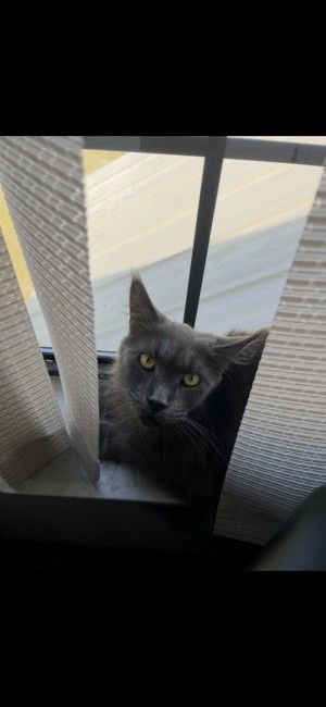 Photo of Nyx