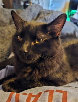 Photo of Shiv