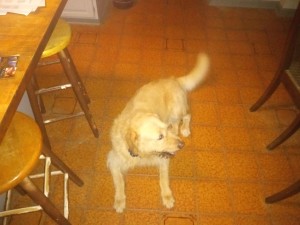 Photo of Buddy