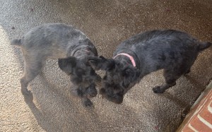Photo of Olive & Tessa
