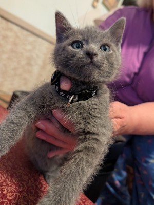 Photo of Brat