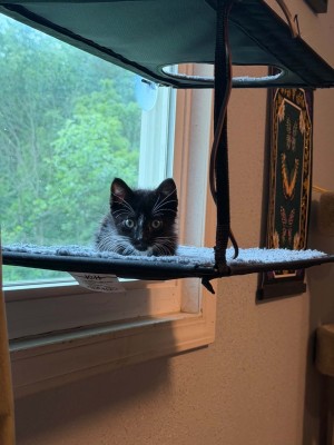 Photo of Lincoln