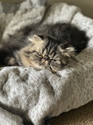 Photo of Rocky