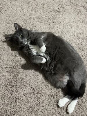 Photo of Apollo