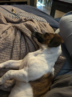 Photo of Buttercup