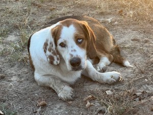Photo of Ruger