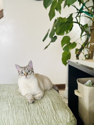 Photo of Kimchi