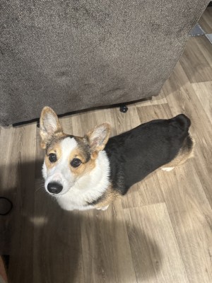 Photo of Winston