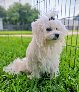 Photo of Boo