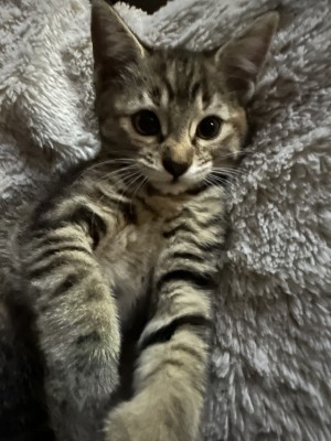 Photo of Buddy