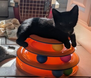 Photo of Lap Cat Bean