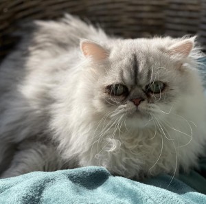 Photo of Koda