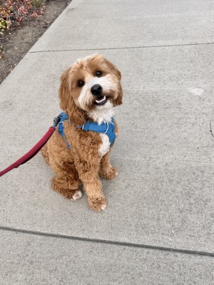 Photo of Otis