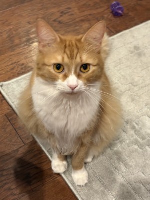 Photo of Tigger