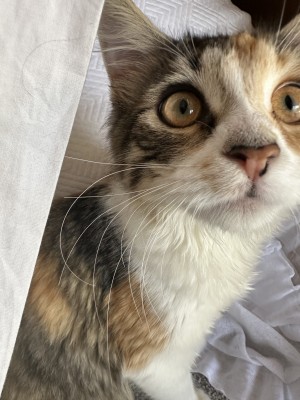 Photo of Mango